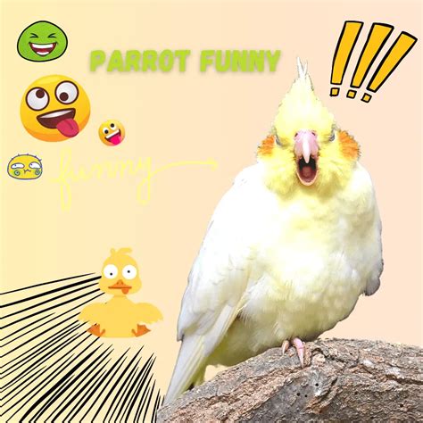 Parrot Funny Parrot Funny Companion Parrot Funny Video