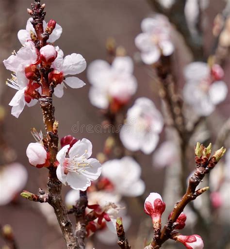 Methley Plum Tree Stock Photos Free And Royalty Free Stock Photos From