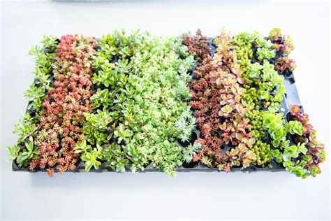 Sedumpluggen Mix Tray Sedum Plus