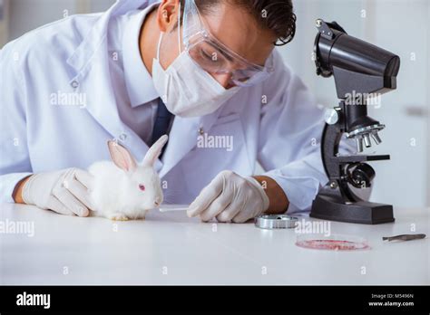 Vet Doctor Examining Rabbit In Pet Hospital Stock Photo Alamy