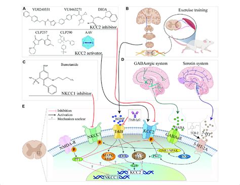 Summary Of Nkcc And Kcc Regulatory Pathways In The Spinal Cord And