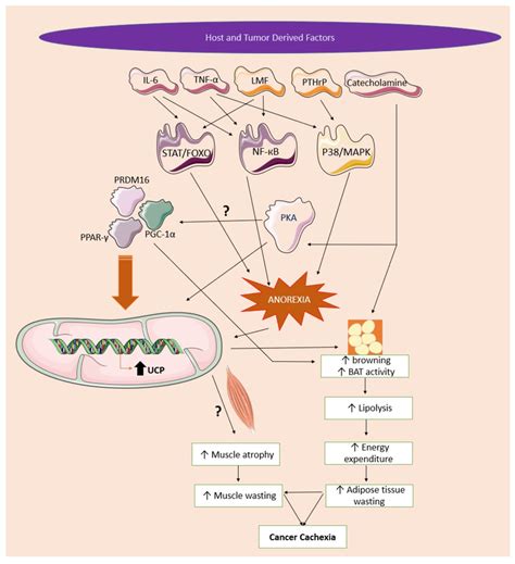 Molecular Mechanism Of Ucp In Cancer Cachexia Host And Tumor Derived