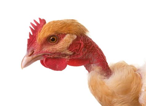 Bantam Naked Neck Silkie Chicken Stock Photo Image Of Farming