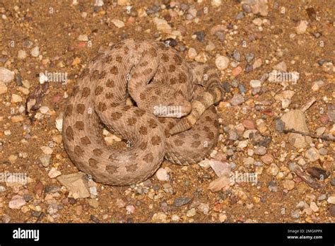 Twin Spotted Rattlesnake Crotalus Pricei Viperidae Stock Photo Alamy