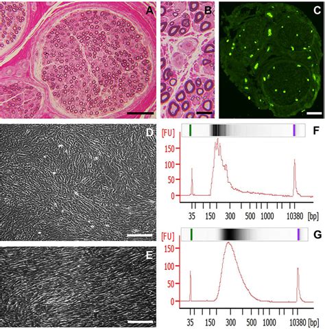 Sample Characteristics A Representative Digital Light Photomicrograph