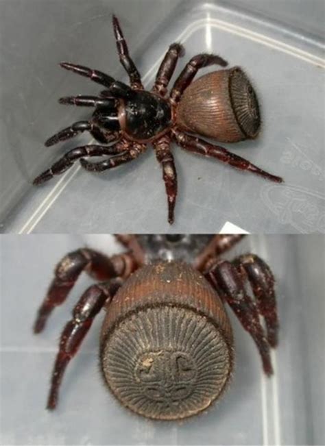 Trapdoor Spider Abdomen Photo Spider Arachnids Spiders Arachnids