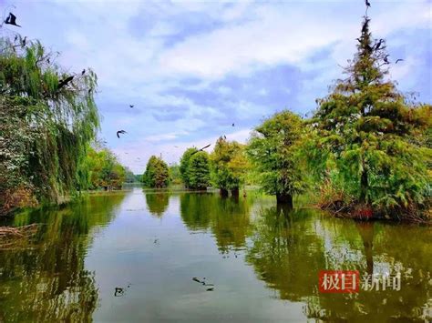 秋风起兮雁归来孝感朱湖国家湿地公园万鸟翔集尽显生态之美 湿地 孝感市 新浪新闻