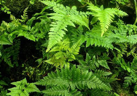 Davallia Fejeensis Rabbit S Foot Fern Plant Care Plantly