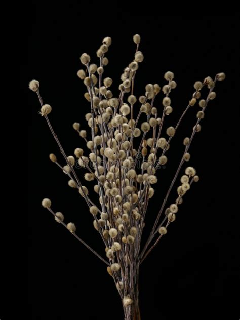 Pussy Willow Branches With Catkins Isolated On Black Background Stock Image Image Of Growth