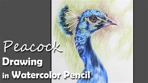 Realistic Peacock Head Drawing - img-jam