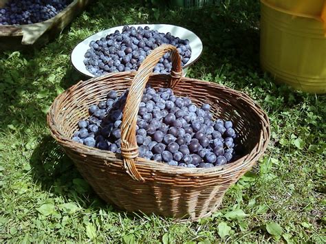 Címke: penyigei szilva | Füvészblog