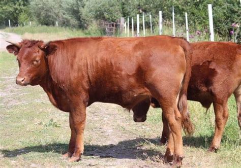 Dexter Cattle – Farmer John's Sustainable Farming