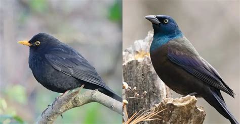 Brewer S Blackbird Vs Grackle The Worlds Rarest Birds