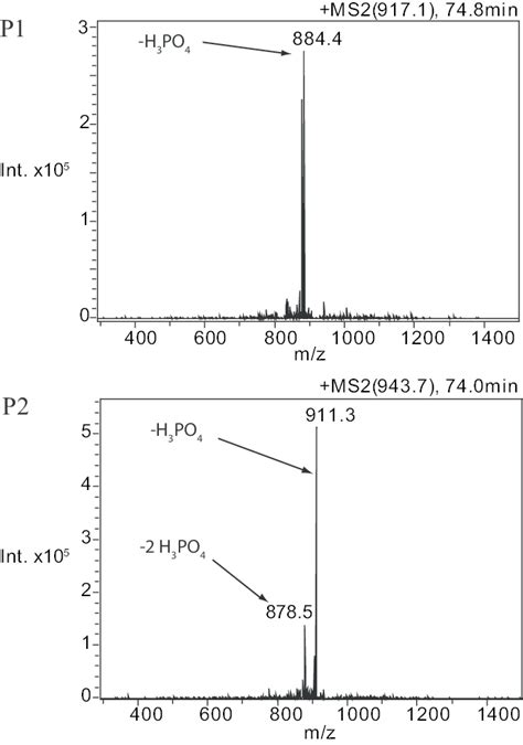 Tandem Mass Spectra Ms Ms From Three Dimensional Iontrap Ms Of P1 And Download Scientific