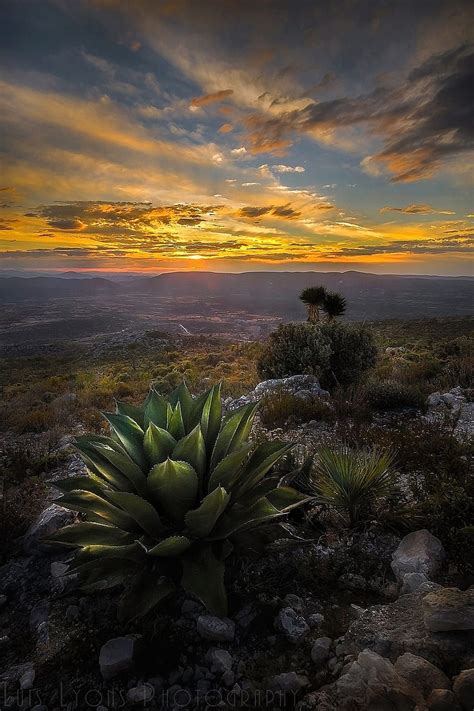 Agave Sunset Puebla México Naturaleza Mexican Desert Mexico