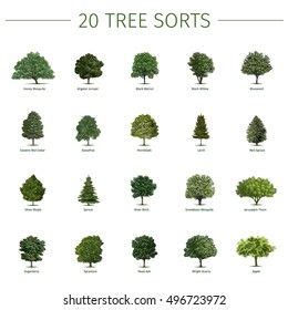 Twenty Different Tree Sorts Names Vector Stock Vector Royalty Free