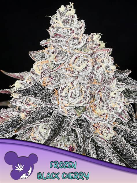 Frozen Black Cherry Von Anesia Seeds Ab 40 16 EUR