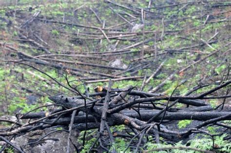 Suman Mil Hect Reas De Bosques Afectados Por Plaga Del Gorgojo