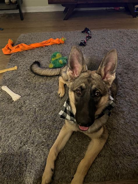 Camilla Araujo S Nude Leak Must Know Facts University Innovation Hub