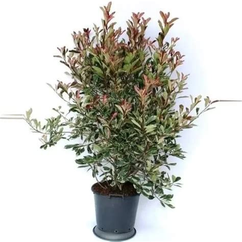 Arbust Decorativ Photinia Fraseri Pink Marble Clt 25 50 60