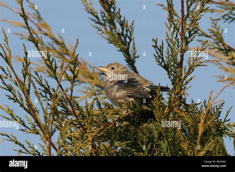 First Winter Starling Hi Res Stock Photography And Images Alamy