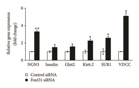 Knockdown of FoxO1 results in increased expression of β cell markers