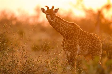 IMG-246422-South-African-Giraffe-South-Africa-Sebastian-Kennerknecht | Sebastian Kennerknecht ...