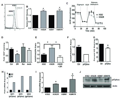 Nox2 Promotes Increased Ros In Tki Resistant Cml Tki Sensitive