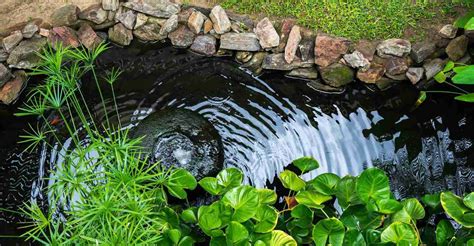 The 3 Best Pond Filters For Small Ponds In 2020 By Experts