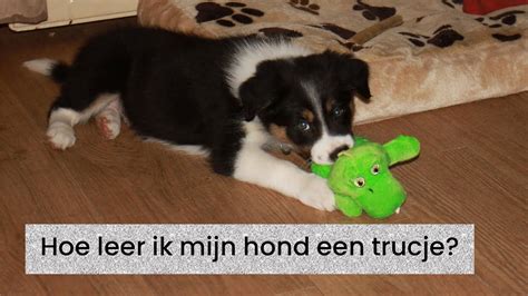 Hoe Leer Ik Mijn Hond Trucjes Aan Youtube