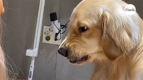 Golden Retriever Flippt Aus Als Er Merkt Was Sie Mit Der Schere