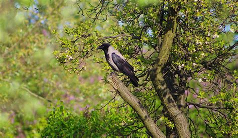 Tumbuh Tumbuhan Pohon Hutan Foto Gratis Di Pixabay Pixabay