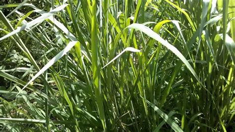 capim colonião - YouTube