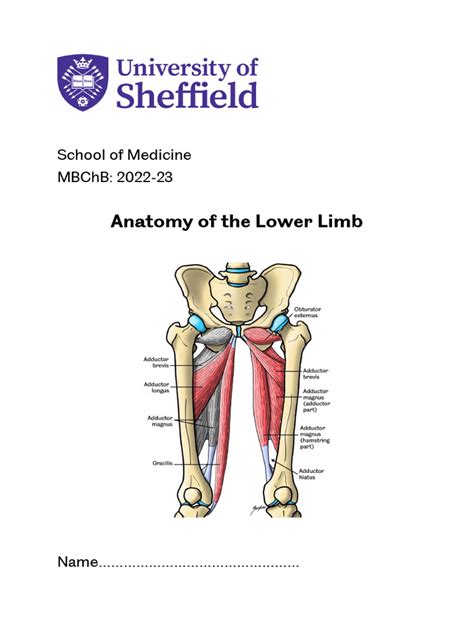 Lower Limb Anatomy Pdf Human Leg Foot