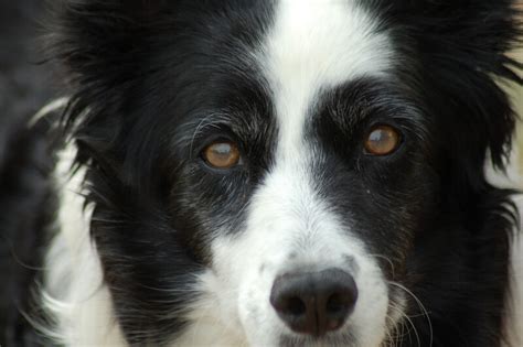 Symptomen Van Collie Eye Anomaly Archieven Alles Over Collies