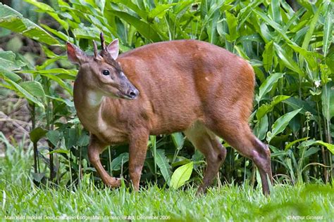 Deer Footprint Mazama Americana On Lot A Of G1 Region Of Ibagué