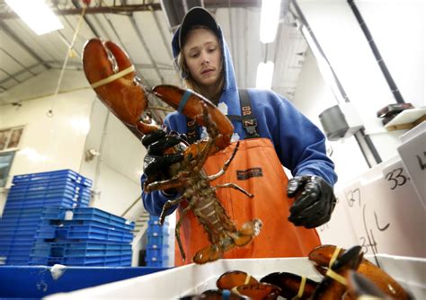 Maine Lobster Prices Megan Sibylle