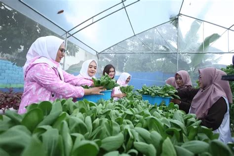 Didukung Oleh Bri Peduli Intip Kegiatan Bertani Di Tengah Kota Medan