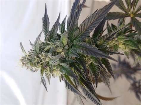 Gmo Cookies Mamiko Seeds Cannabis Strain Info