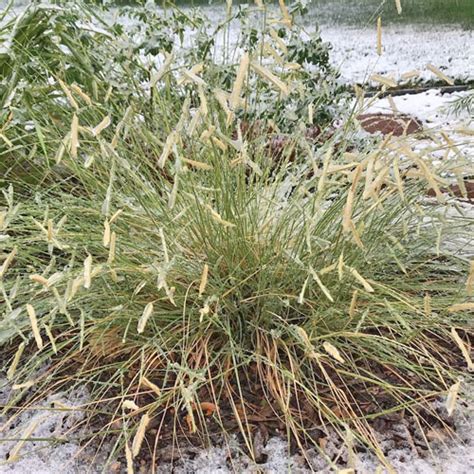 Blonde Ambition Grass Garden Center Point