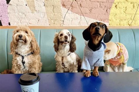 Boris And Horton Nycs First Dog Friendly Café Has Officially Been Saved