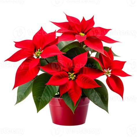 Ai Generated Poinsettia Flower In Pot Isolated On Transparent