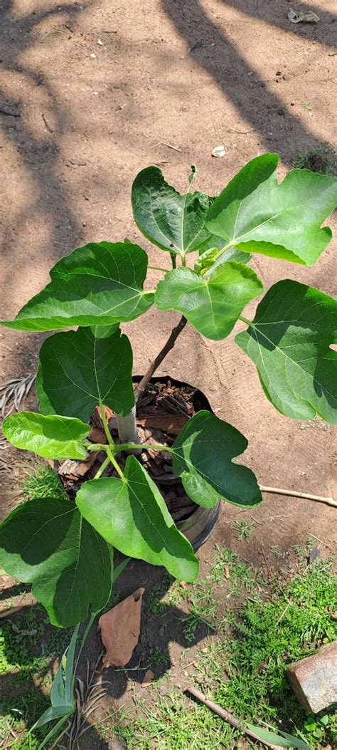 Green Fig Trees Urban Greenhouse