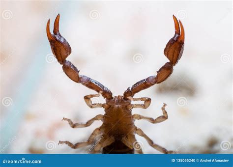 View Of The Belly And Claws Of The Scorpion From Below Stock Photo