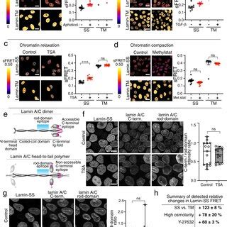 Development And Characterization Of The FRET Based Lamin A C Strain