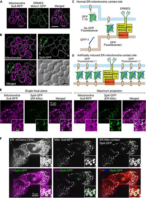 Frontiers Improved Split Gfp Systems For Visualizing Organelle