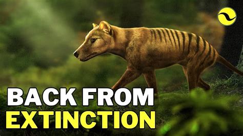 Could Extinct Tasmanian Tigers Be Brought Back Youtube