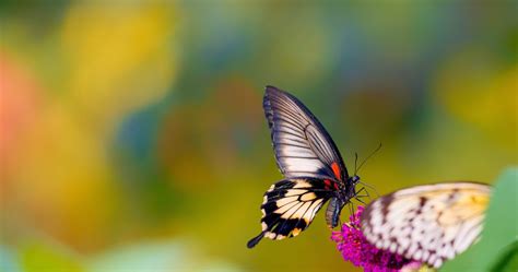 Butterfly 4k Wallpapers Wallpaper Cave
