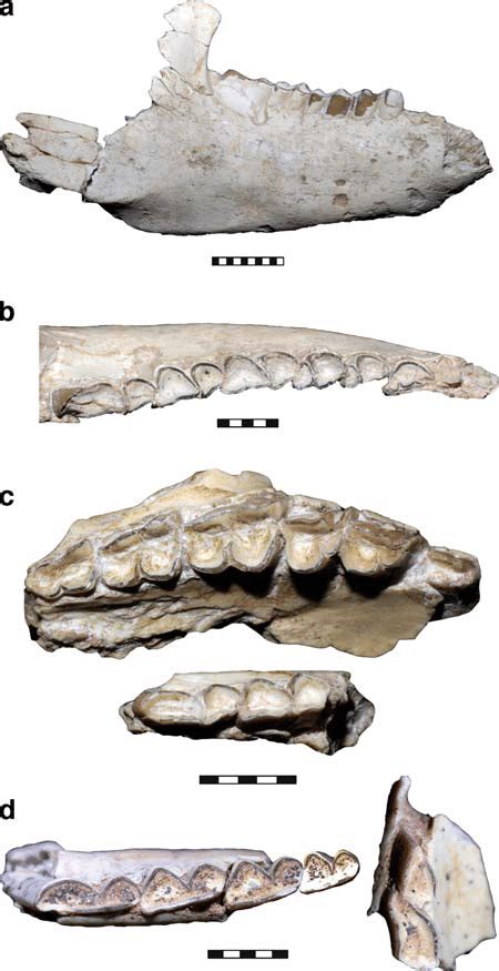 Small Typotheres Of Cerdas Left Mandible Of Protypotherium Cf