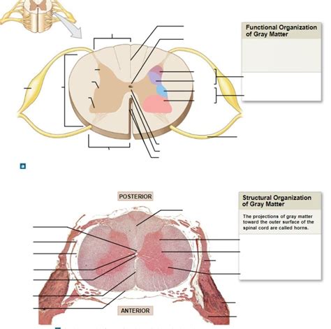 Sectional Organization Of Spinal Cord Diagram Quizlet